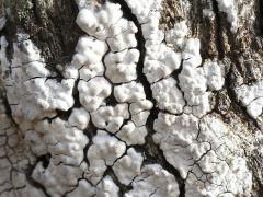 (Lecanoraceae Rim Lichen) on rocks