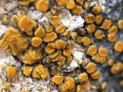 (Sidewalk Firedot Lichen) on rocks