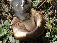 (Snakeskin Grisette) two underside