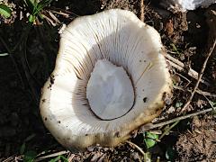 (Snakeskin Grisette) underside