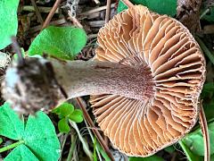 (Inocybaceae Fibercap) underside