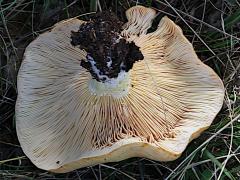 (Lactarius Common Milkcap) underside