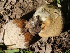 (Lycoperdon Puffball) underside