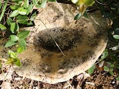 (Russula Brittlegill) three upperside