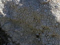 (Lecanoromycetes Common Lichen) on rocks