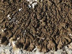 (Pulla Rock Shield Lichen) on rocks