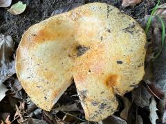 (Golden Milkcap) upperside