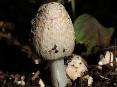 (Flocculose Inkcap) upperside