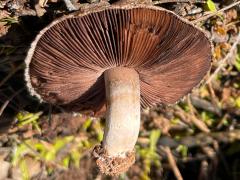 (Field Mushroom) underside