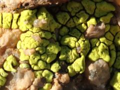 (Yellow Cobblestone Lichen) on rocks