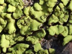 (Yellow Cobblestone Lichen) on rocks