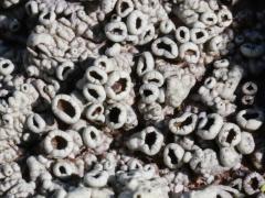 (Hoary Rosette Lichen) on rocks