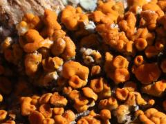 (Elegant Sunburst Lichen) on rocks