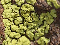 (Yellow Cobblestone Lichen) on rocks