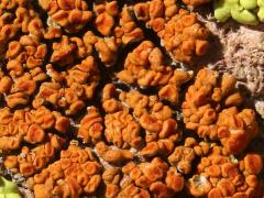 (Elegant Sunburst Lichen) on rocks