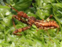 (Sinea Assassin Bug) nymph lateral