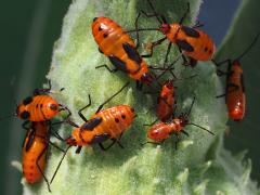 (Large Milkweed Bug) nymphs