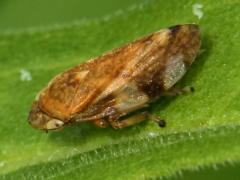 (Meadow Froghopper) dorsal