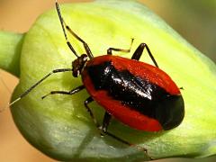 Plant Bug on Wild Garlic