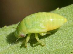 (Philaenini True Spittlebug) nymph dorsal