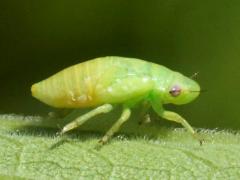 (Philaenini True Spittlebug) nymph lateral