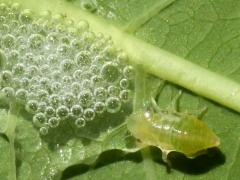 Meadow Froghopper nymph bubble on Hemp Dogbane