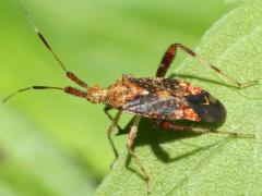 (Clouded Plant Bug) dorsal