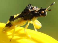 (Jagged Ambush Bug) lateral