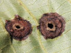 Globular Hickory Phylloxera underside galls on Shagbark Hickory