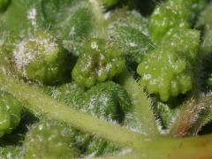 Grape Phylloxera underside galls on Riverbank Grape