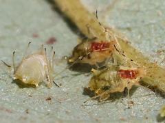 (Neosymydobius Aphid) underside on Bur Oak