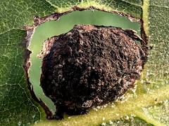 Phylloxera Aphid upperside gall on Shagbark Hickory