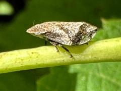 (Diamondback Spittlebug) lateral