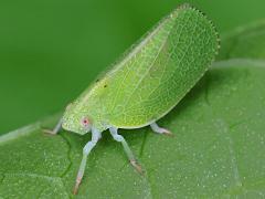 Green Cone-headed Planthopper dorsal on Pokeweed