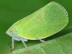 Green Cone-headed Planthopper lateral on Pokeweed