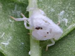 Citrus Flatid Planthopper nymph waxy filaments on Pokeweed