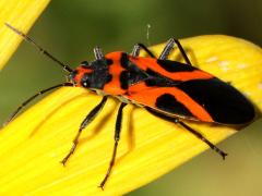 (False Milkweed Bug) profile