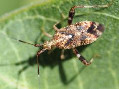 (Clouded Plant Bug) dorsal