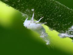 (Northern Flatid Planthopper) nymph