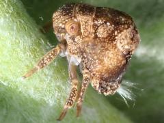 (Acanaloniid Planthopper) nymph