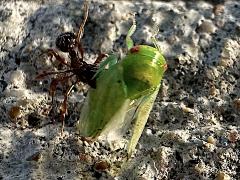 (Eight-lined Leafhopper) (Myrmica Furrowed Ant)