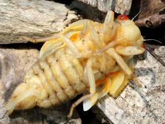 (Dwarf Periodical Cicada) female teneral ventral