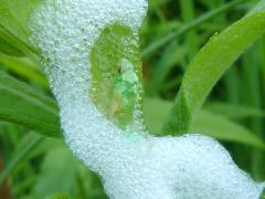 Philaenini True Spittlebug nymph on Tall Goldenrod