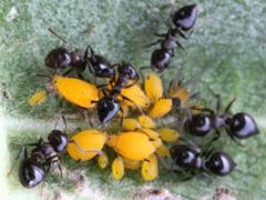 (Oleander Aphid) (Small-lined Acrobat Ant tending)