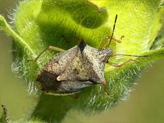 (Euschistus Stink Bug) dorsal