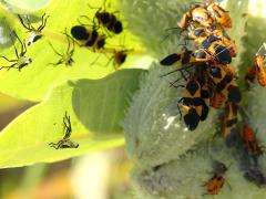 Large Milkweed Bug pod on Common Milkweed