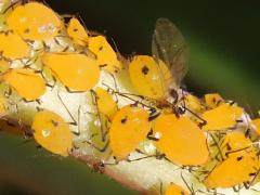 (Oleander Aphid) on Mastic