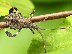 (Terminalis Leaf-footed Bug) nymph