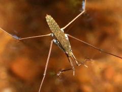 (Common Water Strider) dorsal