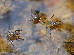 (Smaller Water Strider) dorsal